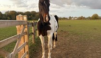 15/15.1hh standardbred 10yo
