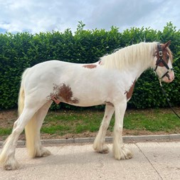 Gorgeous Wise Head... Horses for Sale