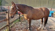 Irish x 15hh Mare for sale 