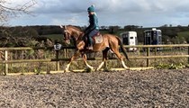 15.2hh Hackney gelding 