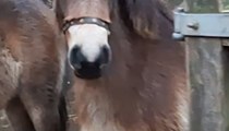 Project Exmoor Filly – 2YO