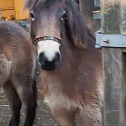 Project Exmoor Filly – 2YO Young Stock for Sale