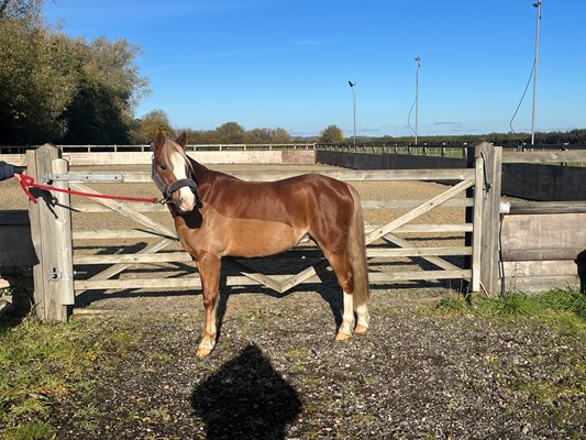 Wonderful section b gelding seriously reduced!!