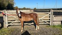 Wonderful section b gelding seriously reduced!!
