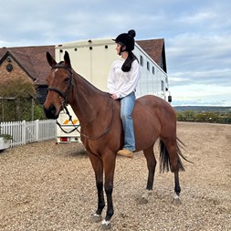 Ex-Racer Project  Horses for Sale