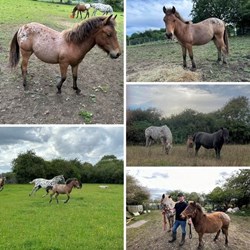 Fabulous Freddie - 11Hh Appaloosa X... Young Stock for Sale