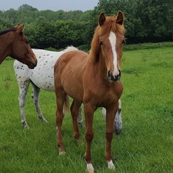 Quality Yearling Filly  Horses for Sale