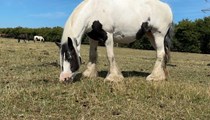 Gypsy Cob