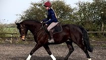 16.3hh 11yo ish gelsing
