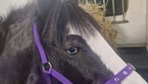 13.3 Cob Gelding Companion Light Hack