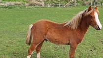 Welsh section A pony colt