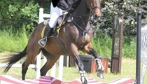 18hh tb gelding rising 12 