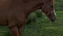 6yo unbroken 6yo chestnut mare 