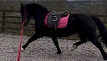 Quality Welsh D mare 