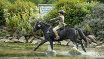 Genuine Step Up Black Gelding Pony Club Pony