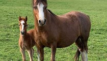 Welsh section A pony mare and filly foal 