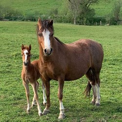 Welsh Section A Pony Mare And Filly... Ponies for Sale