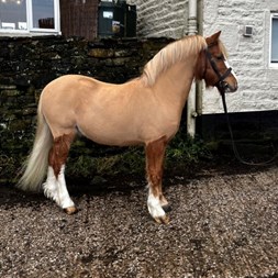 Beautiful Welsh Se... Horses for Sale