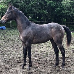 Yearling Gelding Horses for Sale