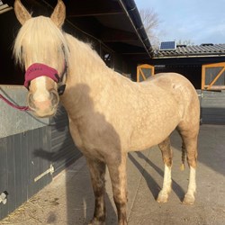 Palomino Welsh Section D  Horses for Sale