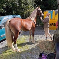 Chestnut Welsh Sec D Horses for Sale
