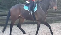 18hh tb gelding rising 12 