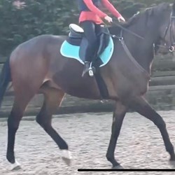 18Hh Tb Gelding Rising 12  Horses for Sale