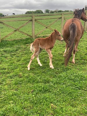 Welsh section A pony mare and filly foal 