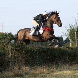 Potential All Rounder For Sale  Horses for Sale