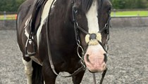 13.3 Cob Gelding Companion Light Hack
