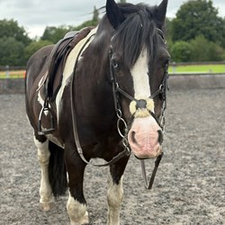 13.3 Cob Gelding Companion Light Ha... Horses for Sale