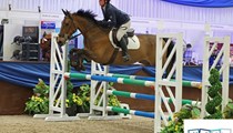 Bonnie 15’1hh mare 