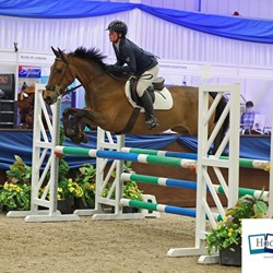 Bonnie 15’1Hh Mare  Horses for Sale
