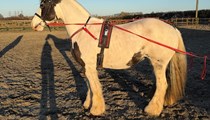 Gypsy Cob