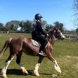 Welsh Section C Horses for Sale