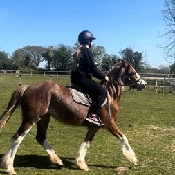 Welsh Section C Horses for Sale