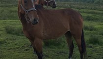 3 unbroken bay TB mares