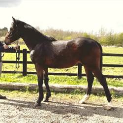 Hunter Yearling Horses for Sale