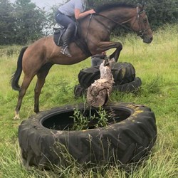 10 Year Old 16.1 TB Bay Gelding Horses for Sale