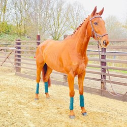 RED RUM Stunning 16"2 Eight Year Ol... Horses for Sale