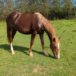Irish Sport Horse  Horses for Sale